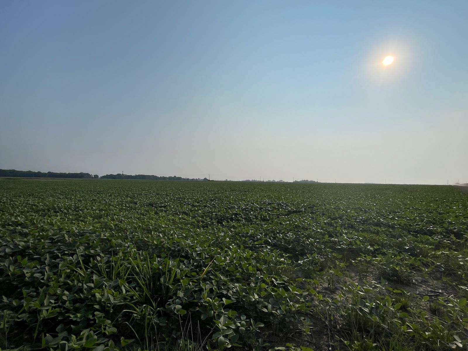 80 Acres of Agricultural Land for Sale in Clay City, Illinois