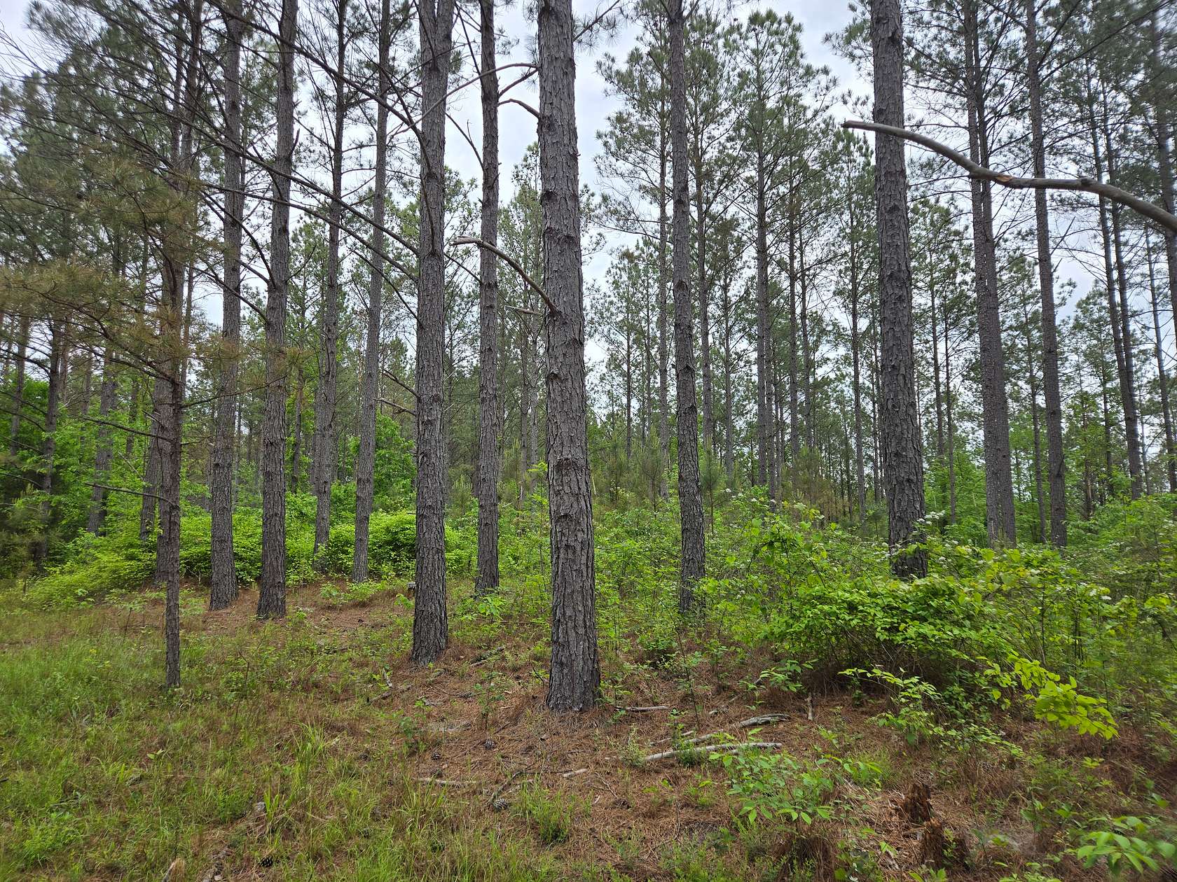 2 Acres of Land for Sale in Red Bay, Alabama