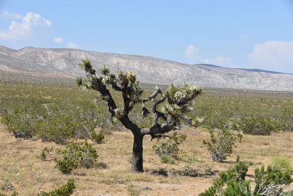 1.56 Acres of Residential Land for Sale in Mojave, California