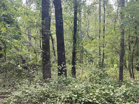 20 Acres of Recreational Land for Sale in Hudgin Township, Arkansas