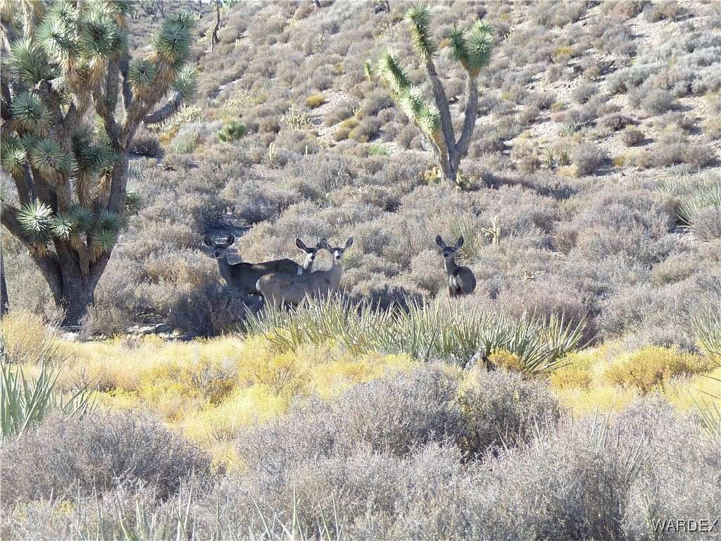 40 Acres of Recreational Land for Sale in White Hills, Arizona