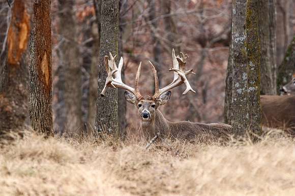 936.81 Acres of Land with Home for Sale in Bland, Missouri