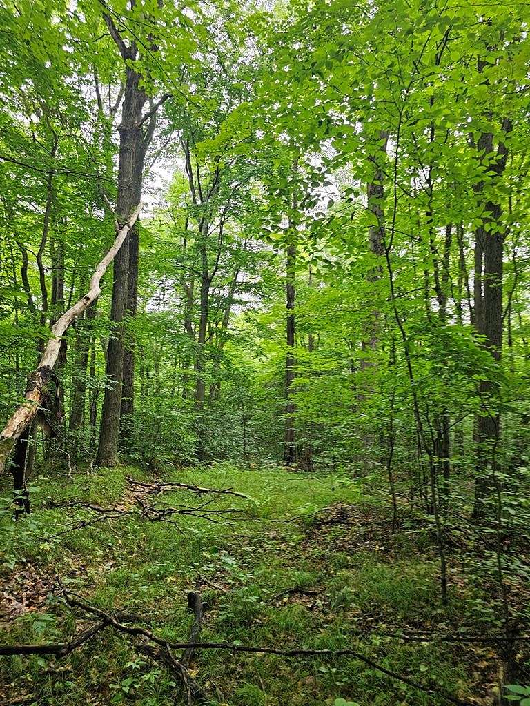 18 Acres of Land for Sale in Prattsburgh, New York