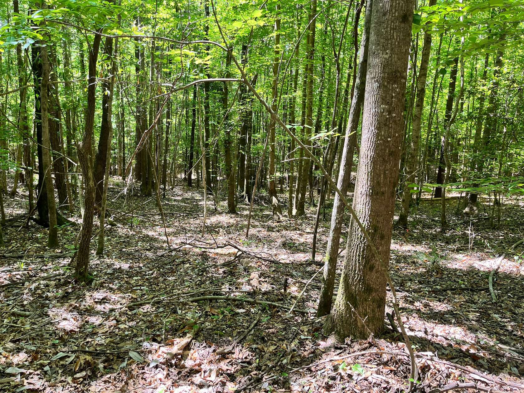 20 Acres of Recreational Land for Sale in Carrollton, Alabama