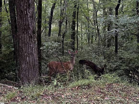 0.67 Acres of Residential Land for Sale in Cleveland, South Carolina