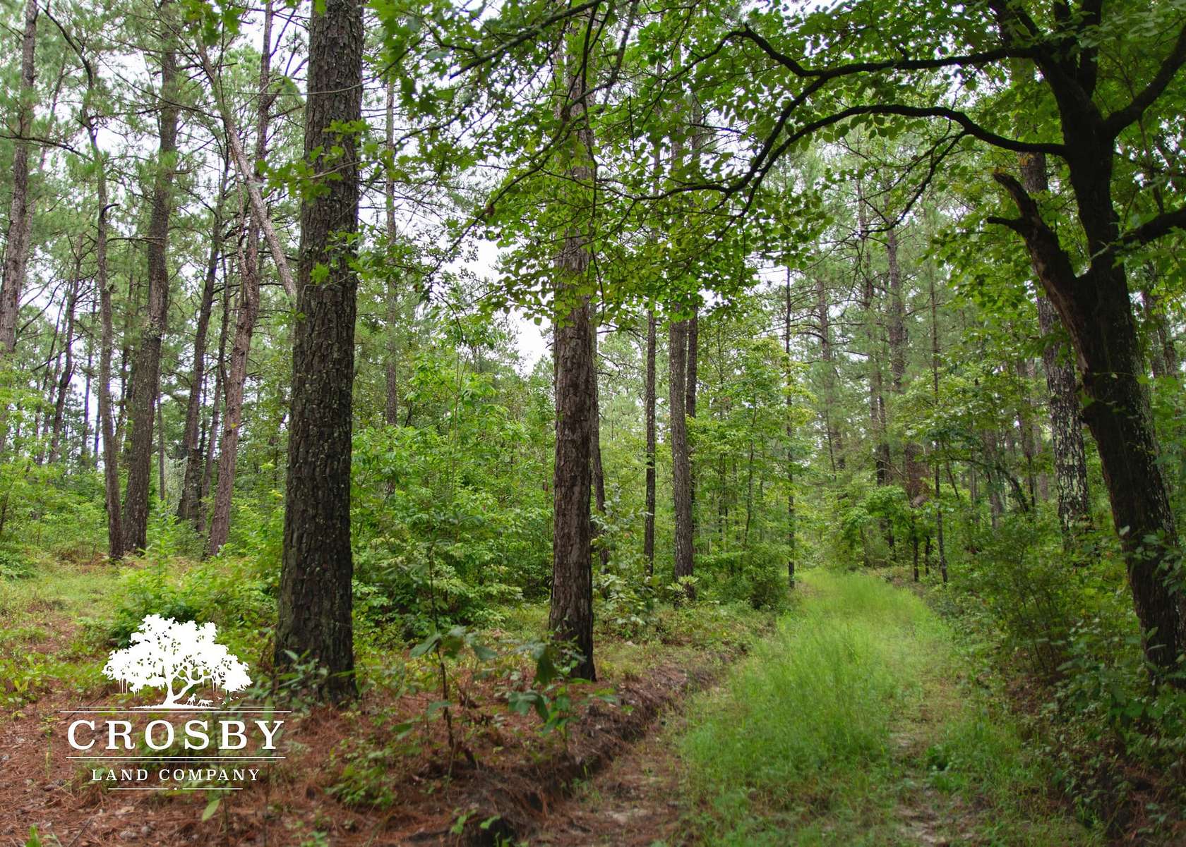 67 Acres of Recreational Land for Sale in Patrick, South Carolina