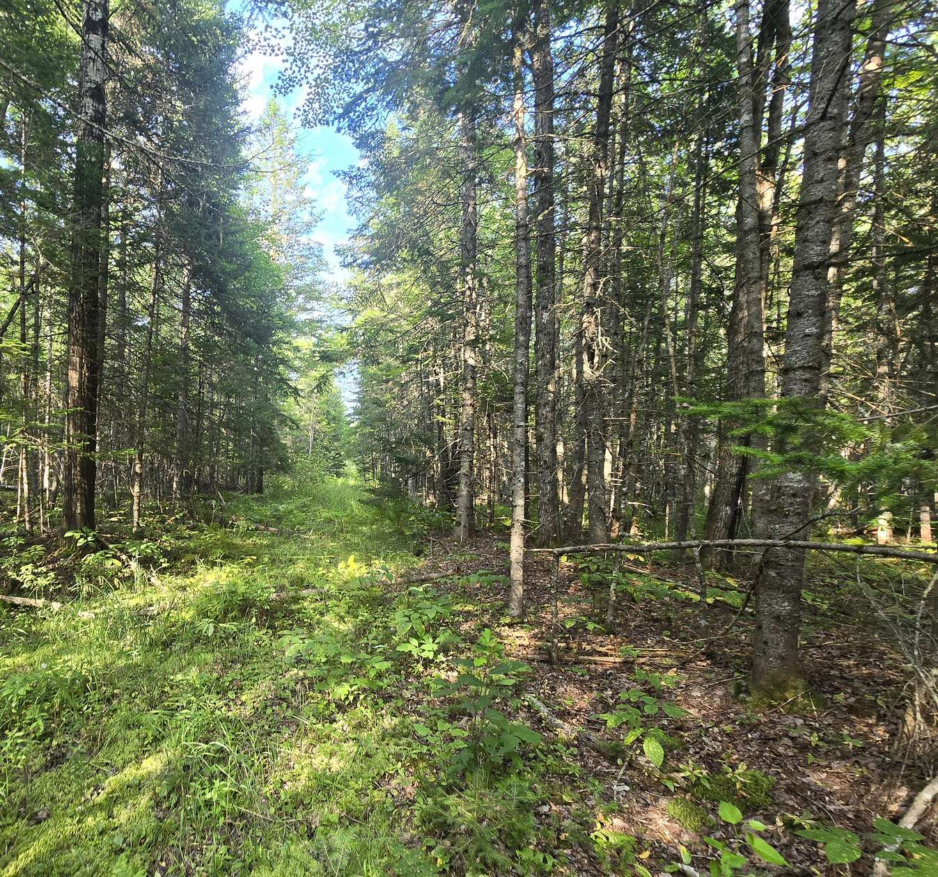 347 Acres of Recreational Land for Sale in Alton, Maine