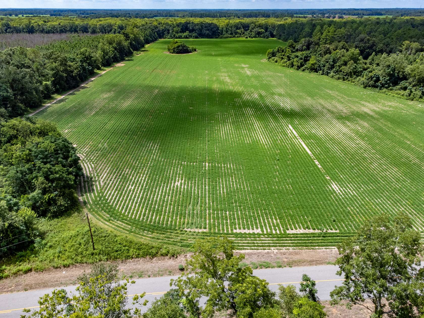 33 Acres of Agricultural Land for Sale in Cottonwood, Alabama