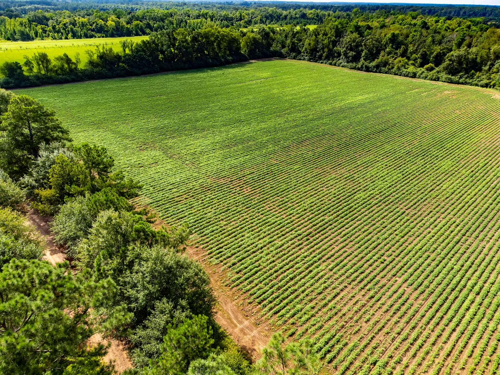 12 Acres of Land for Sale in Ashford, Alabama