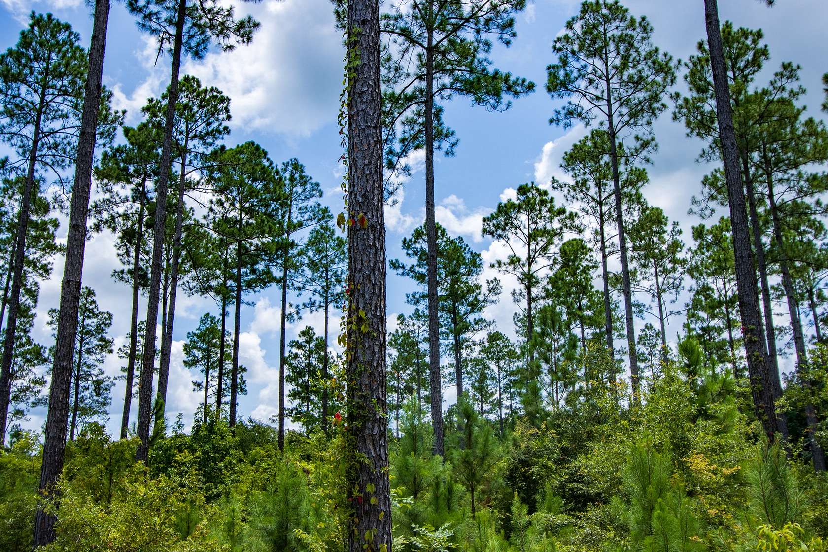 33 Acres of Land for Sale in Cottonwood, Alabama