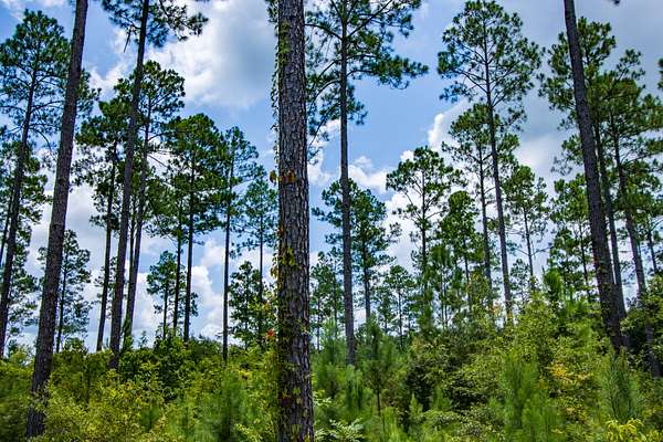 33 Acres of Land for Sale in Cottonwood, Alabama