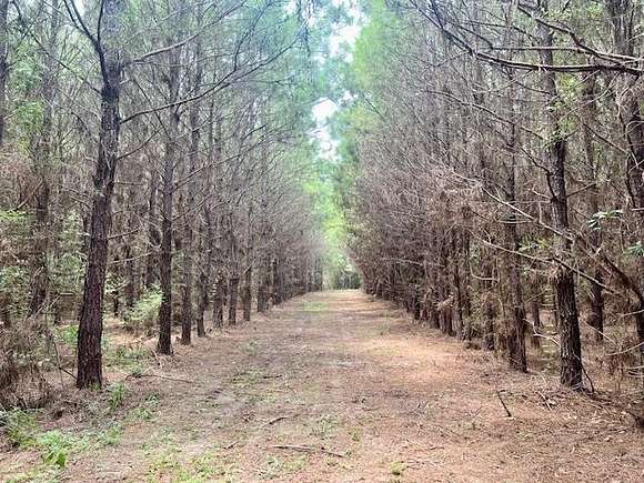 50 Acres of Land for Sale in Sandy Hook, Mississippi