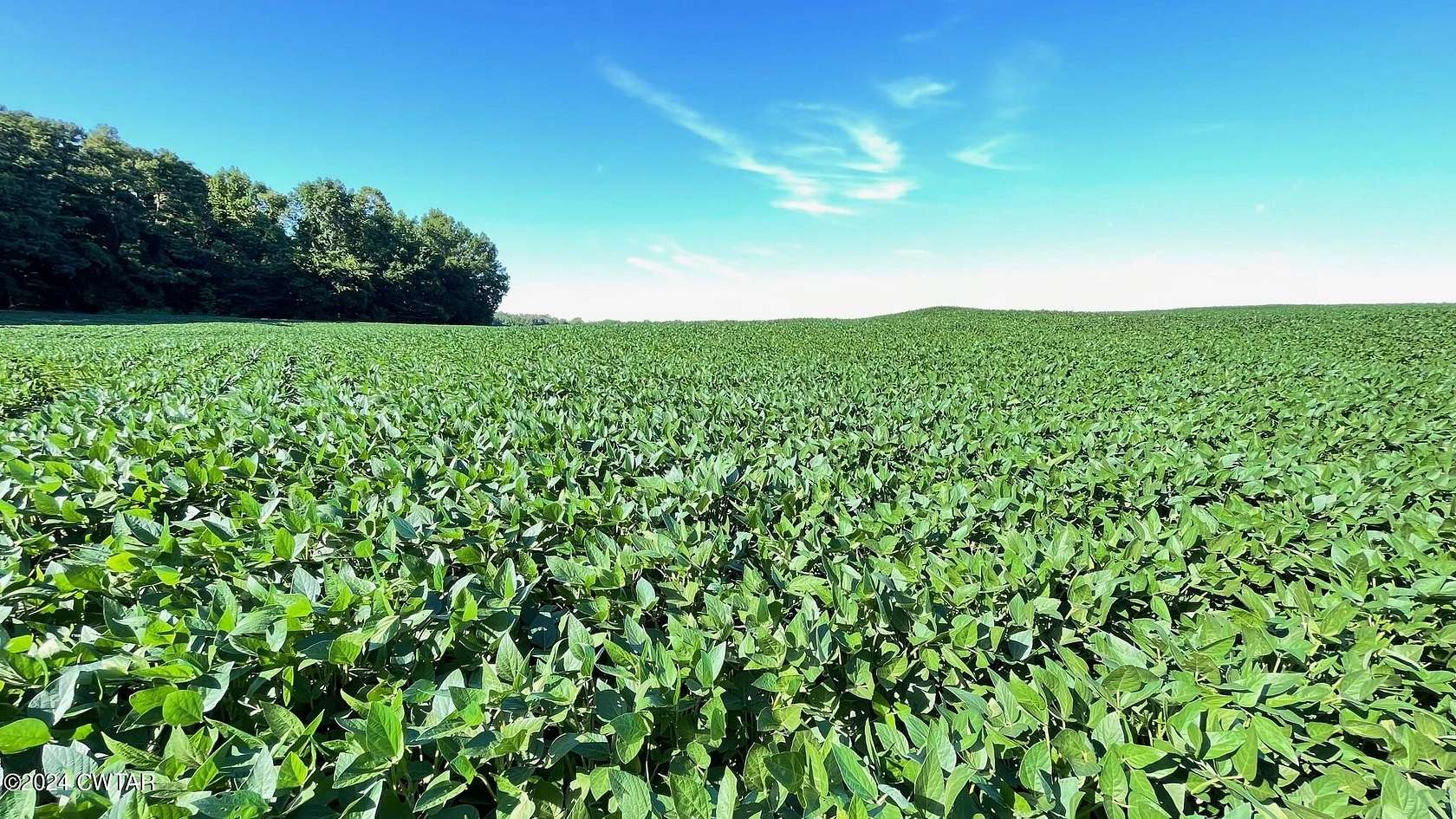 136 Acres of Land for Sale in Brownsville, Tennessee