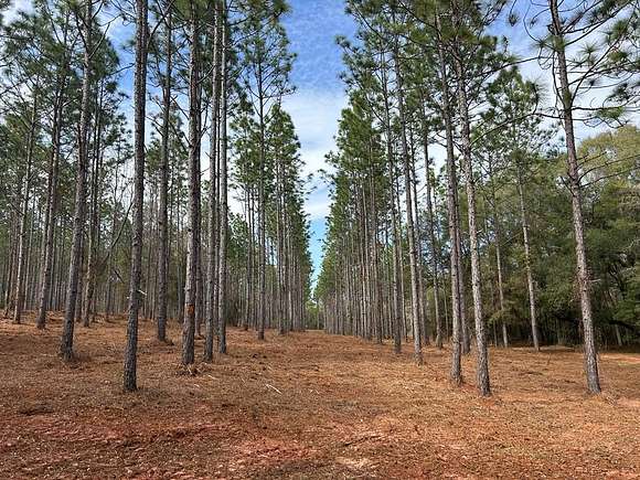 23.8 Acres of Recreational Land for Sale in Hartford, Alabama