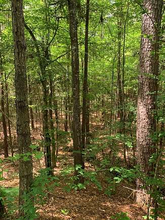 261.56 Acres of Recreational Land for Sale in McCall Creek, Mississippi