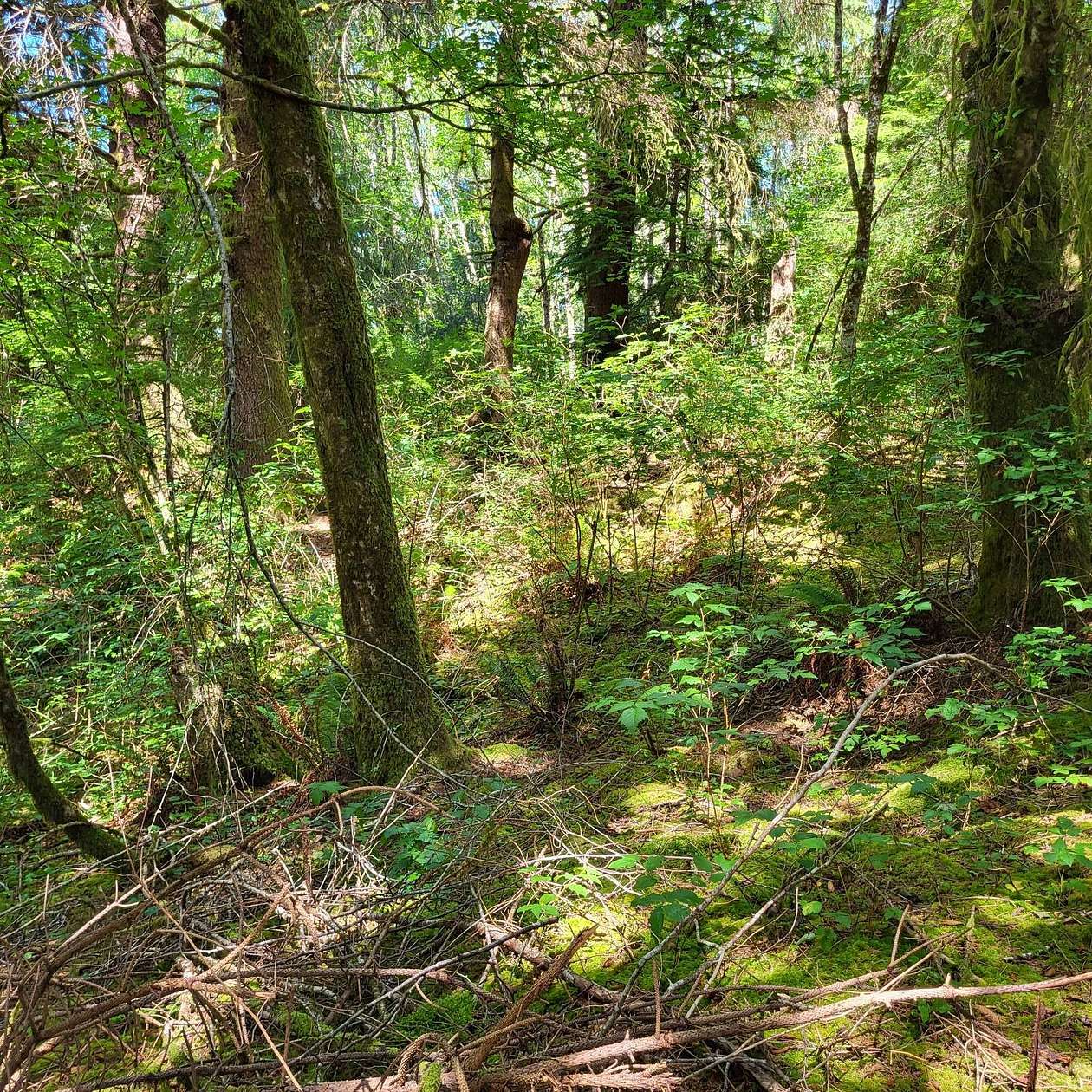 6 Acres of Recreational Land for Sale in Naselle, Washington