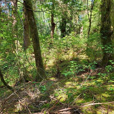 6 Acres of Recreational Land for Sale in Naselle, Washington