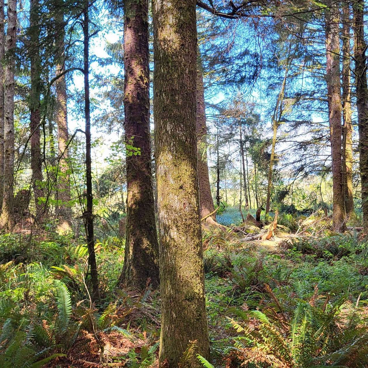 6.36 Acres of Recreational Land for Sale in Naselle, Washington