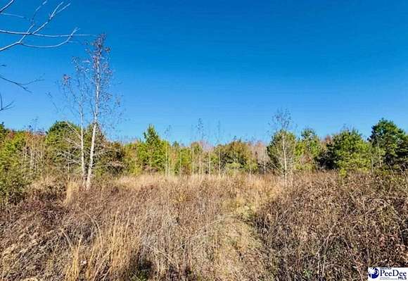 16.7 Acres of Recreational Land for Sale in Clio, South Carolina