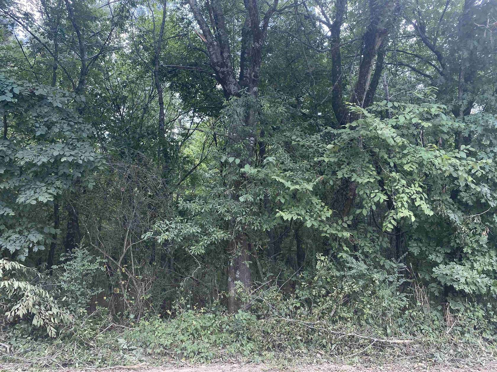 9.5 Acres of Land for Sale in Gillham, Arkansas