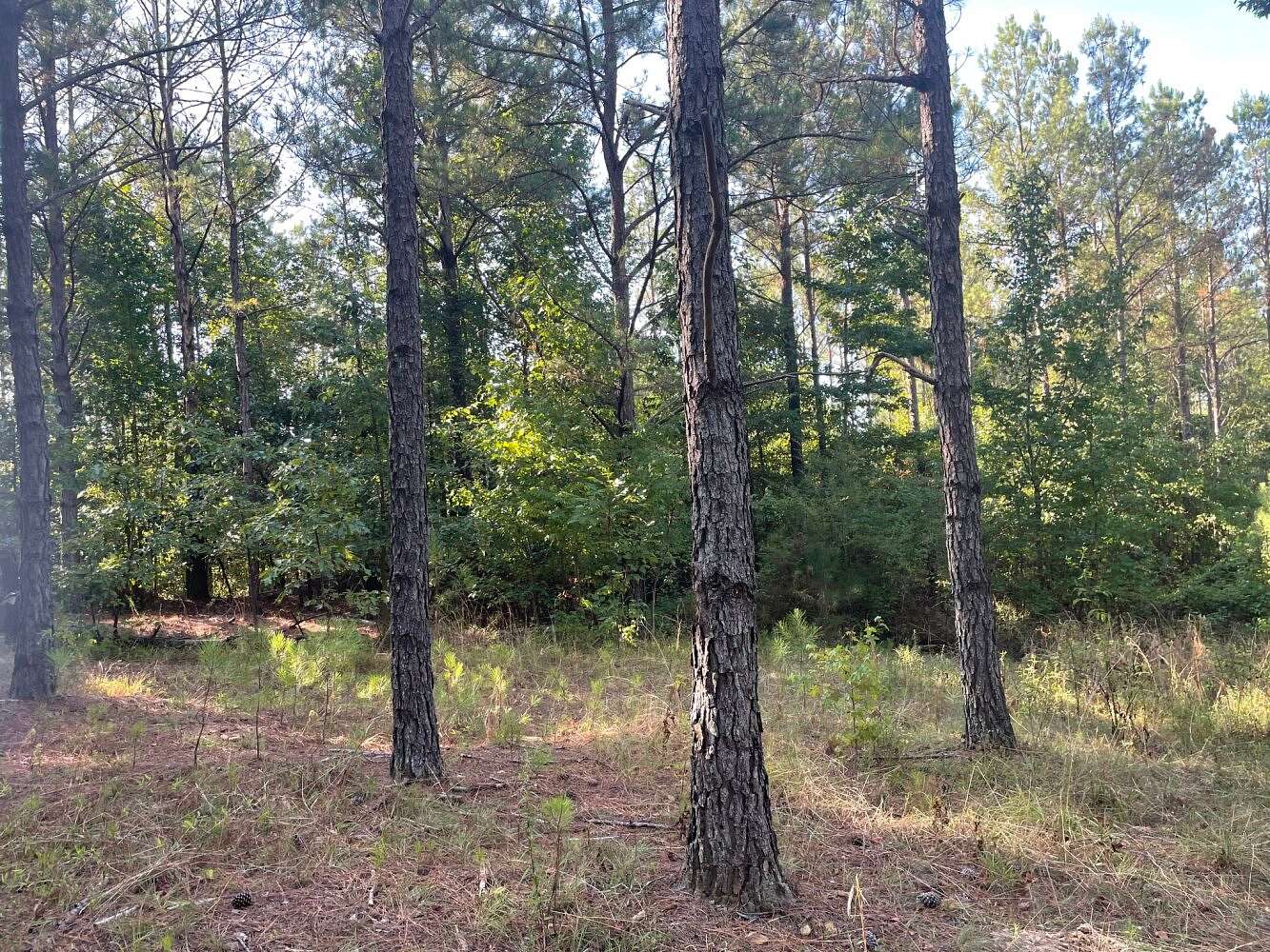 135 Acres of Land for Sale in Kennedy, Alabama