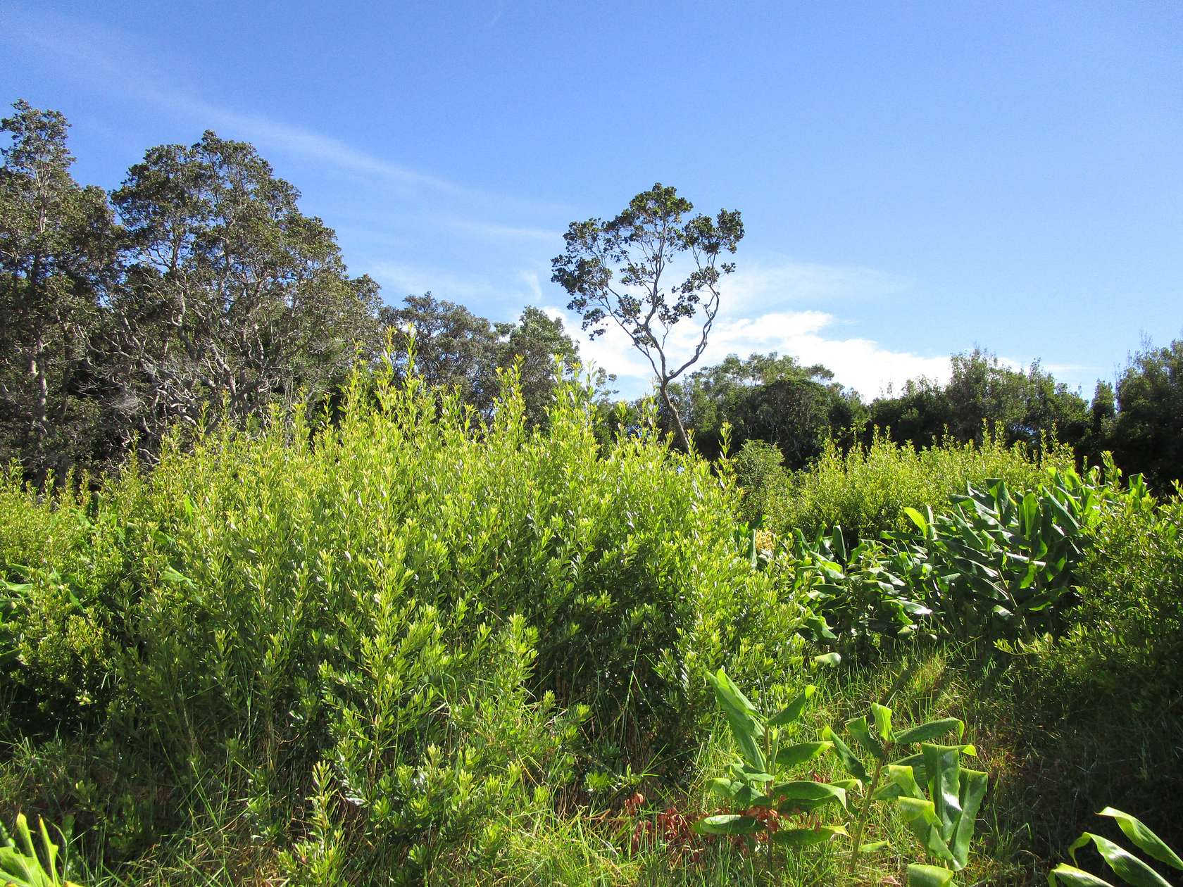 0.262 Acres of Residential Land for Sale in Volcano, Hawaii