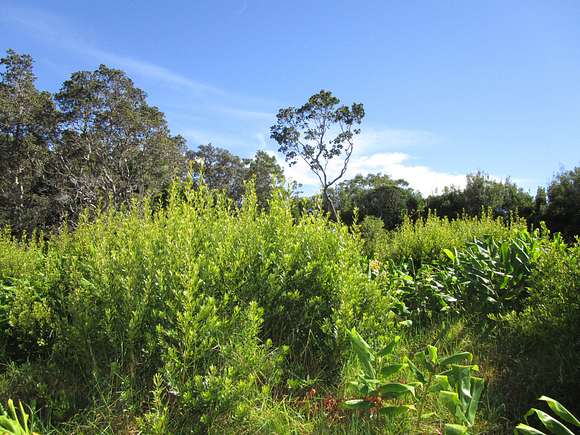 0.262 Acres of Residential Land for Sale in Volcano, Hawaii