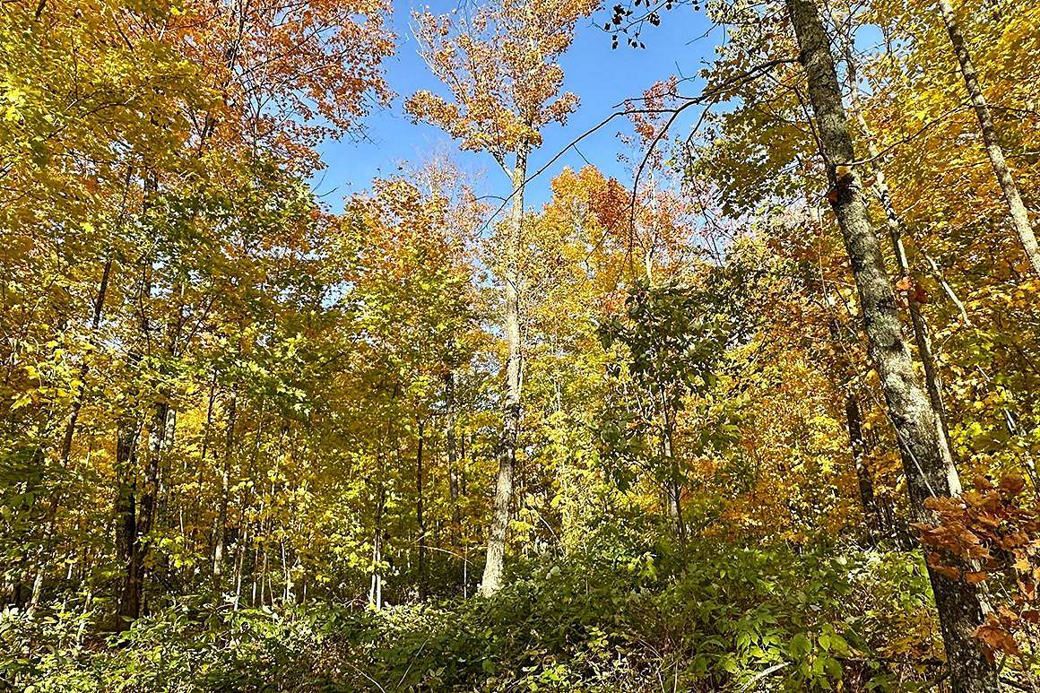 15 Acres of Recreational Land for Sale in Butternut, Wisconsin