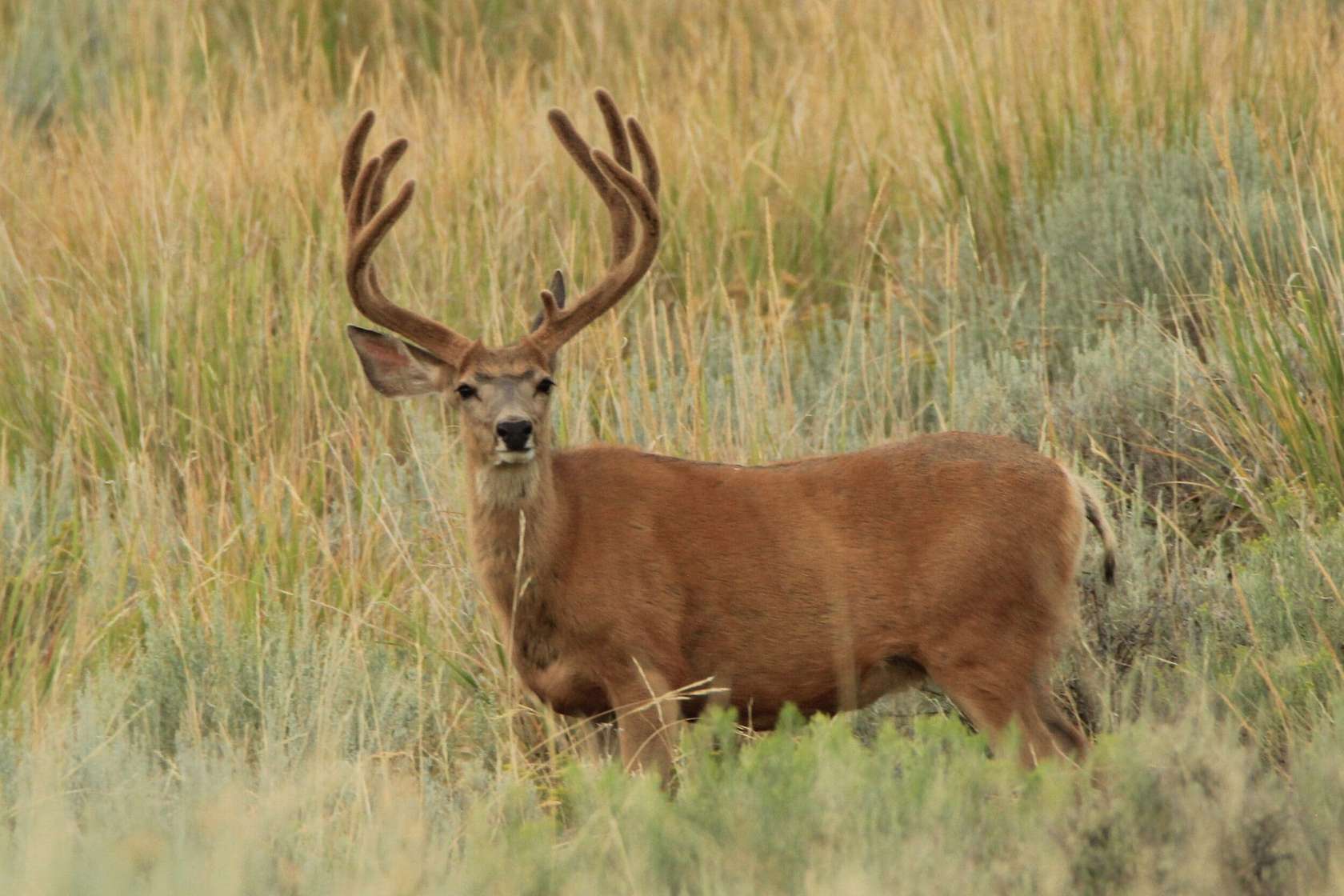 528 Acres of Recreational Land for Sale in Craig, Colorado