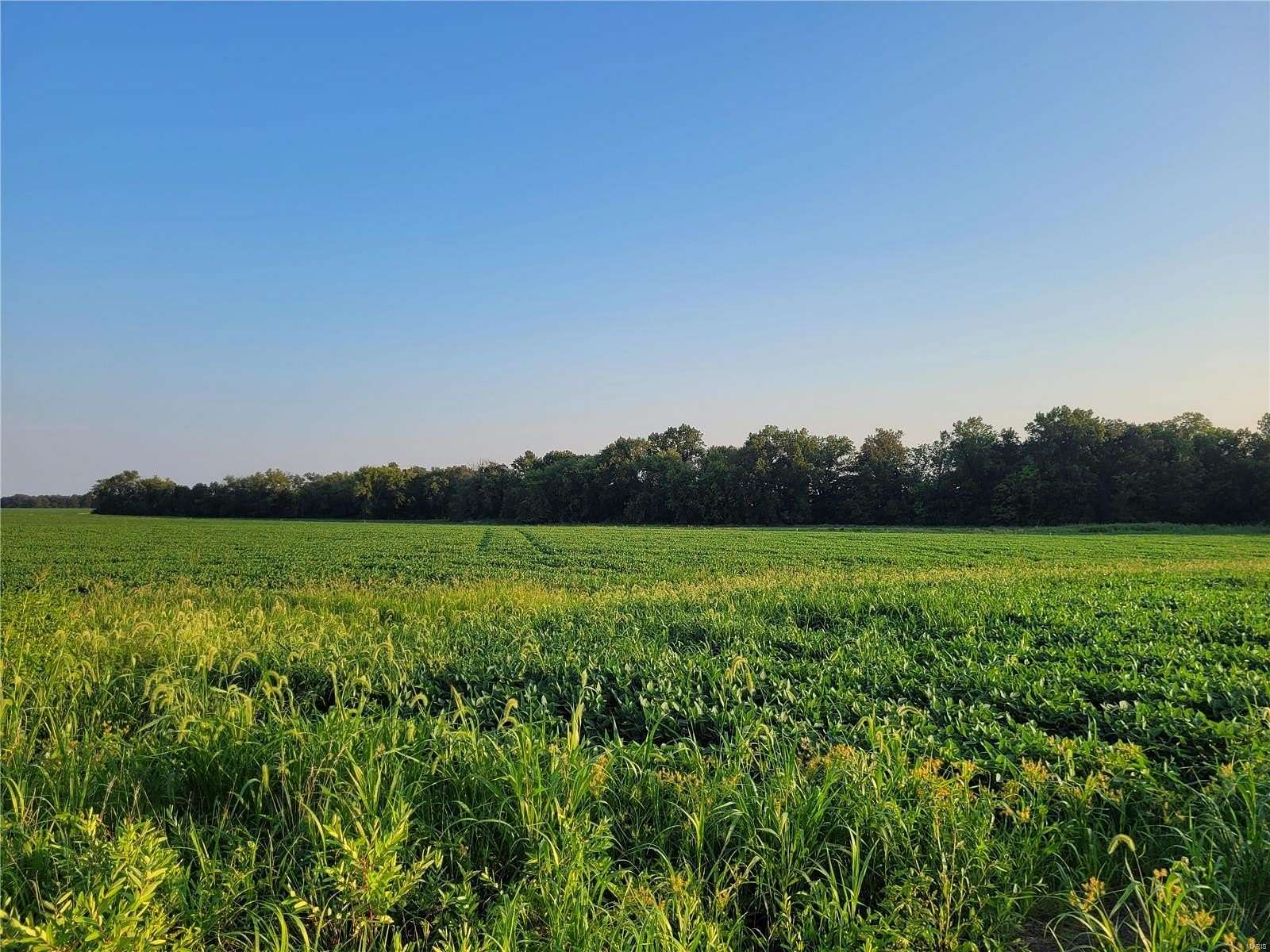 123.22 Acres of Land for Sale in Bellflower, Missouri