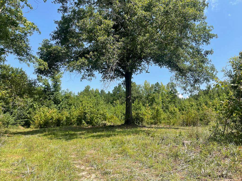 37.8 Acres of Agricultural Land for Sale in Bamberg, South Carolina