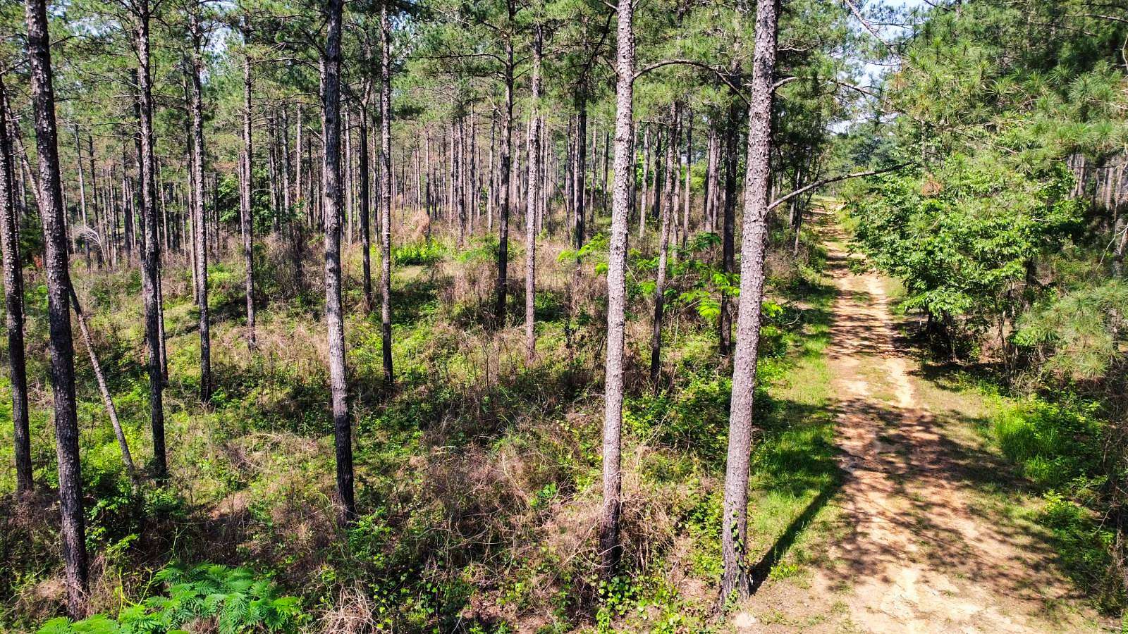 80 Acres of Land for Sale in Raleigh, Mississippi