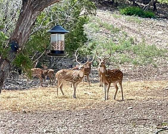 133 Acres of Recreational & Residential Land for Sale in Rocksprings, Texas