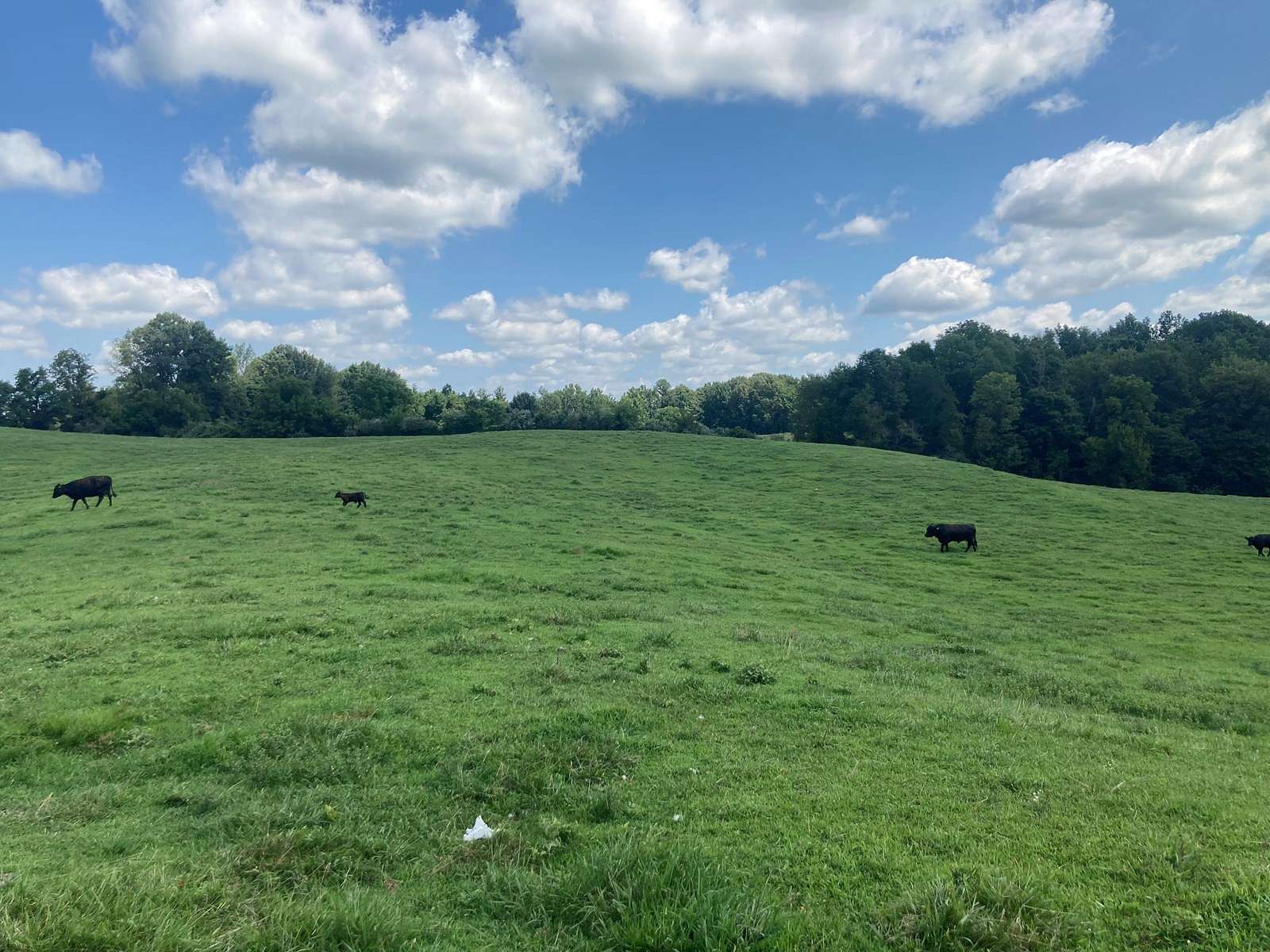 29 Acres of Agricultural Land for Sale in Glasgow, Kentucky