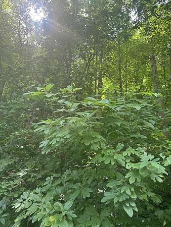 40 Acres of Recreational Land for Sale in Manchester, Kentucky