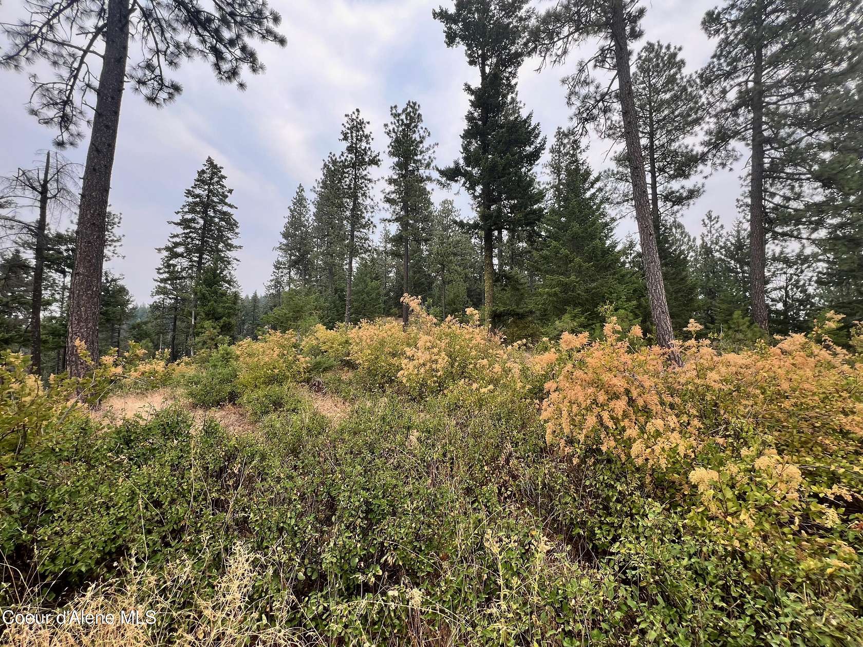 10 Acres of Recreational Land for Sale in Plummer, Idaho