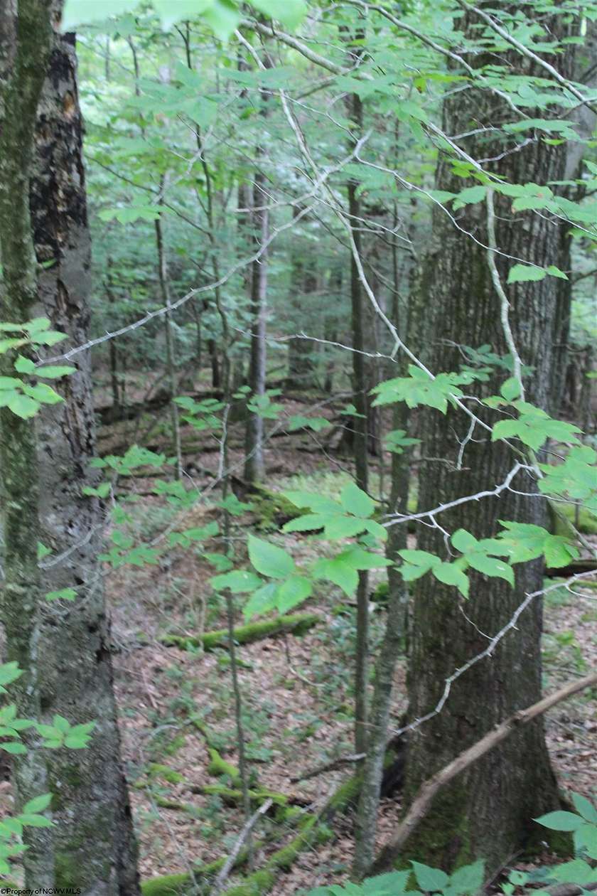 73.75 Acres of Recreational Land for Sale in Hacker Valley, West Virginia