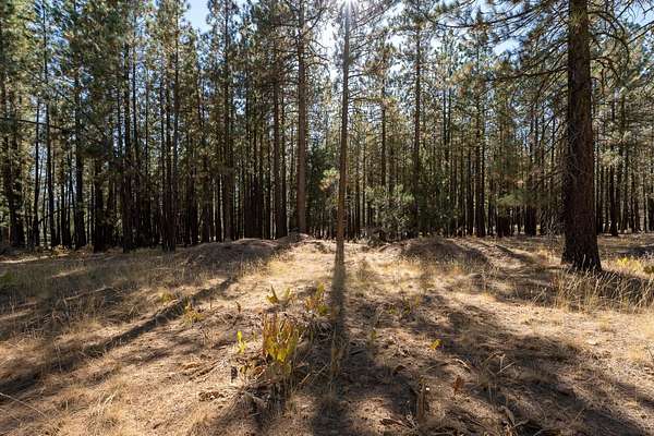 0.32 Acres of Residential Land for Sale in Portola, California