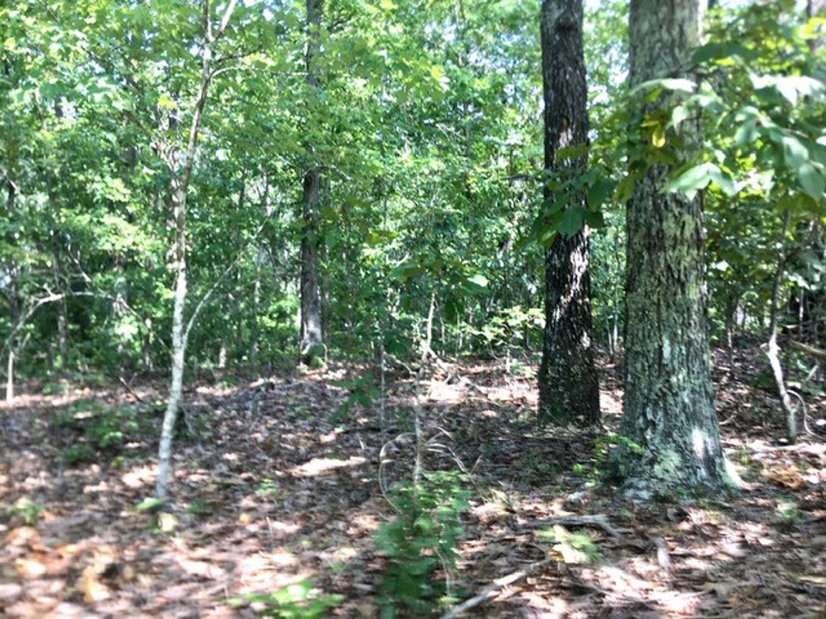 40 Acres of Recreational Land for Sale in Winona, Missouri