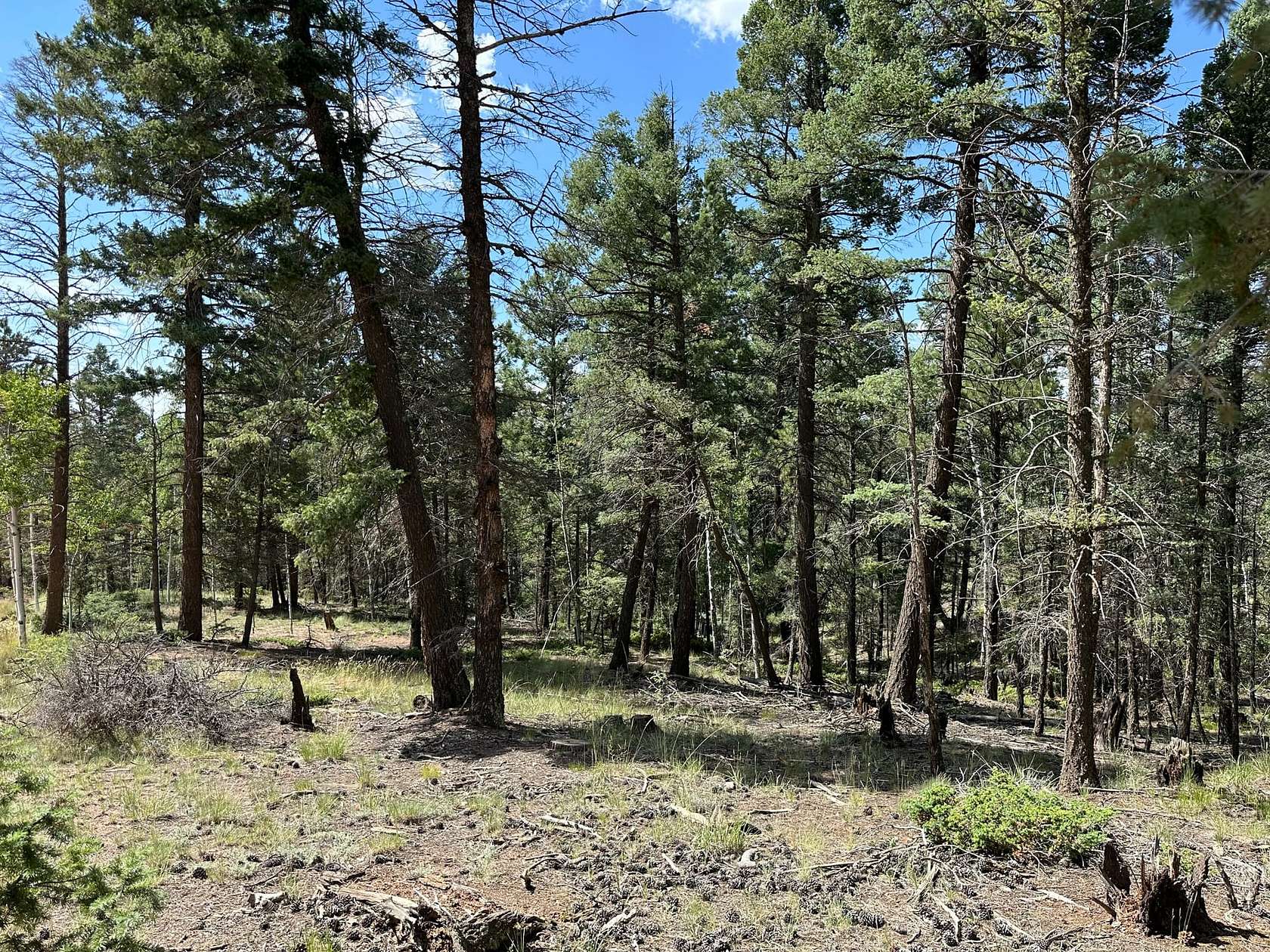 0.58 Acres of Land for Sale in Florissant, Colorado