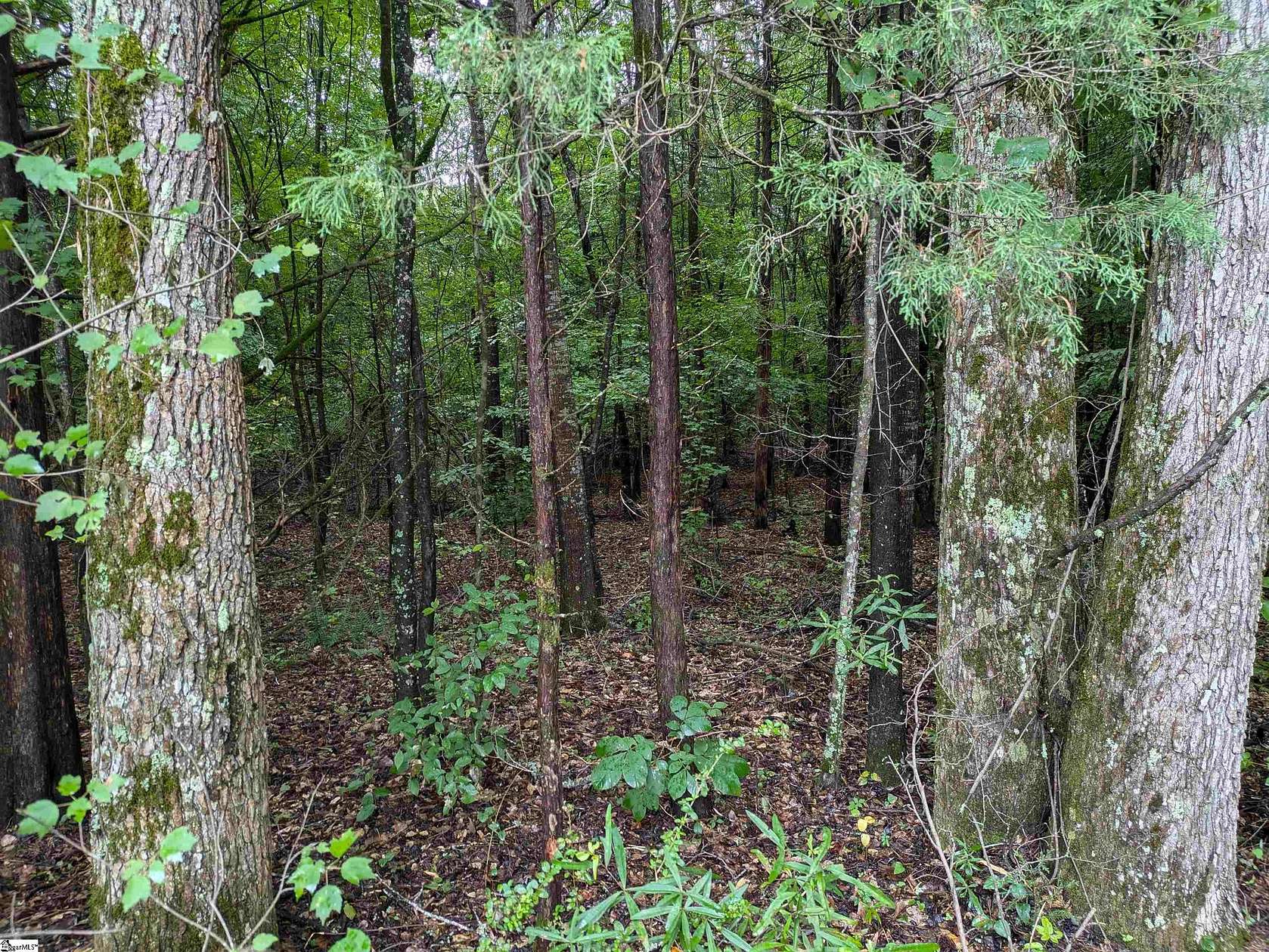 14.1 Acres of Recreational Land for Sale in Gray Court, South Carolina