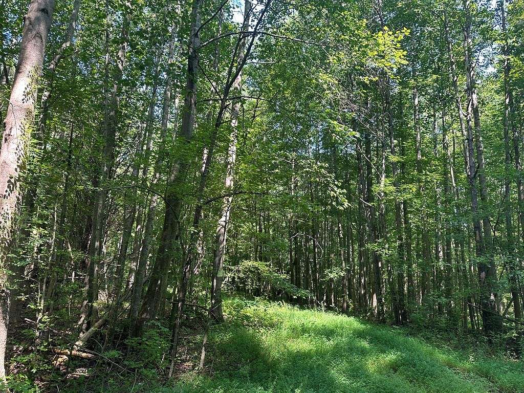 56 Acres of Recreational Land for Sale in Burgess, Virginia