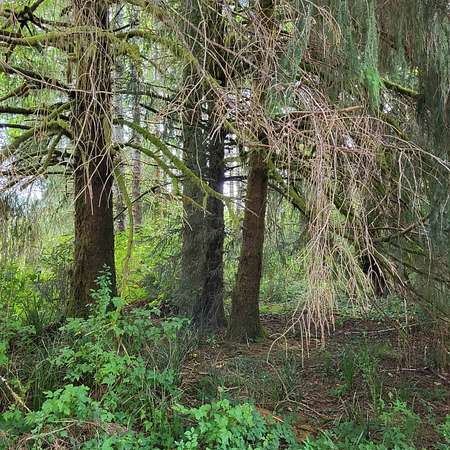 0.58 Acres of Land for Sale in Naselle, Washington
