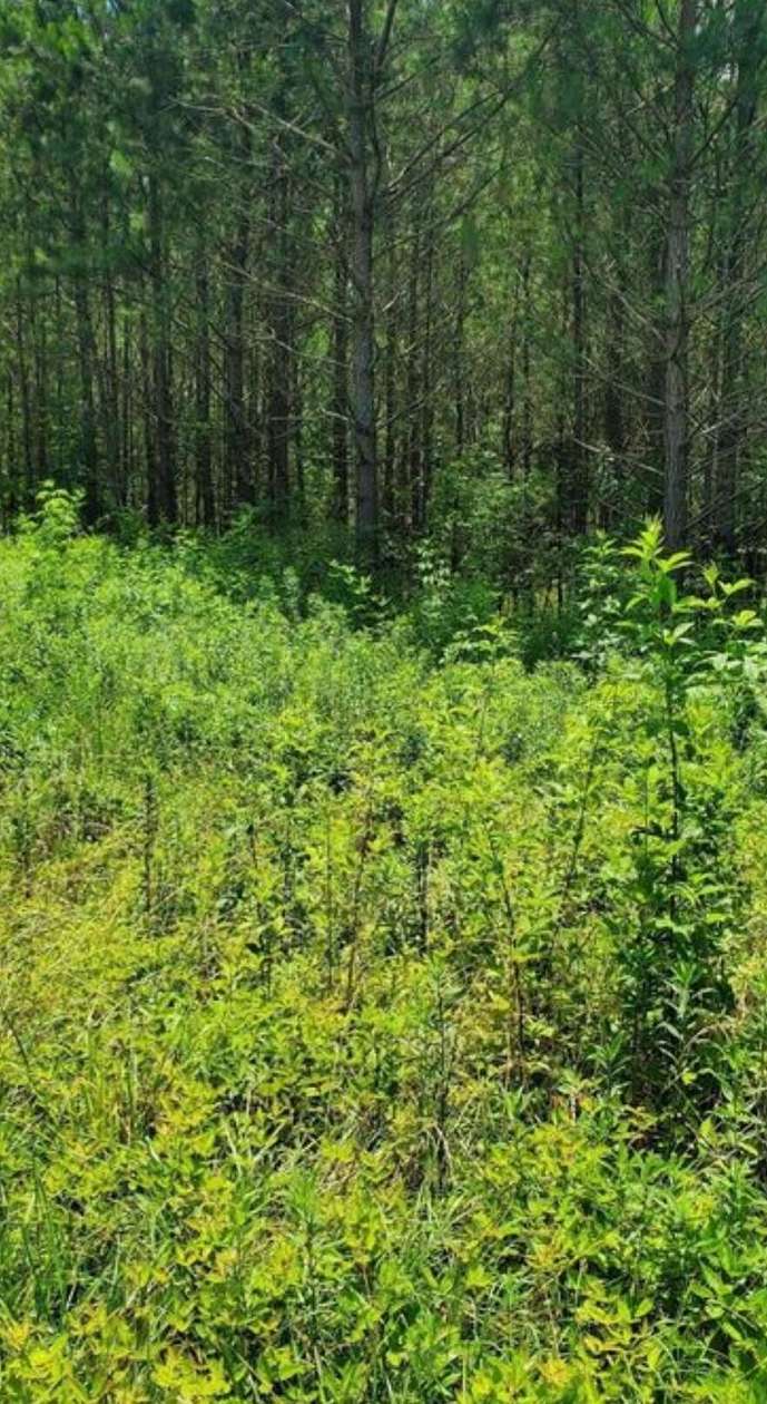 2.4 Acres of Residential Land for Sale in Jasper, Alabama