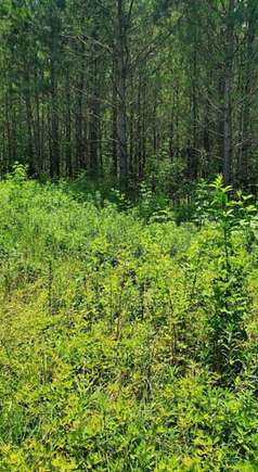 2.4 Acres of Residential Land for Sale in Jasper, Alabama