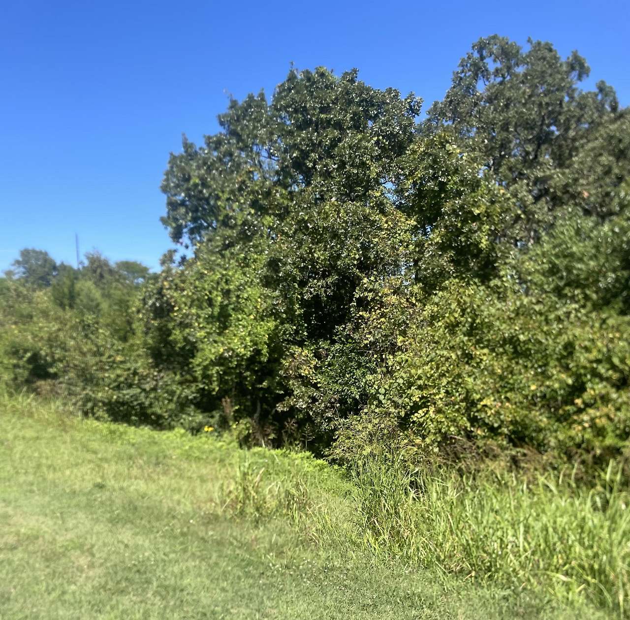 11.16 Acres of Land for Sale in Fordland, Missouri