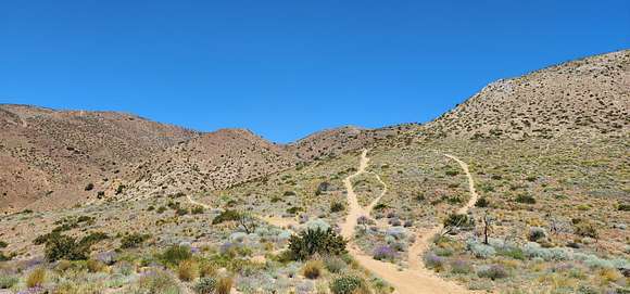 Land for Sale in Rosamond, California