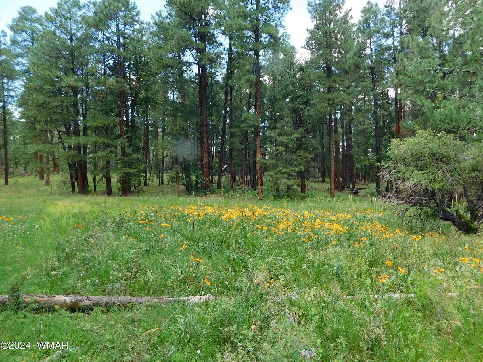 2.27 Acres of Residential Land for Sale in Alpine, Arizona