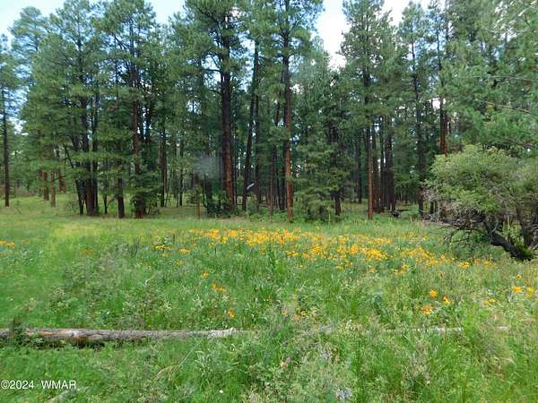 2.27 Acres of Residential Land for Sale in Alpine, Arizona