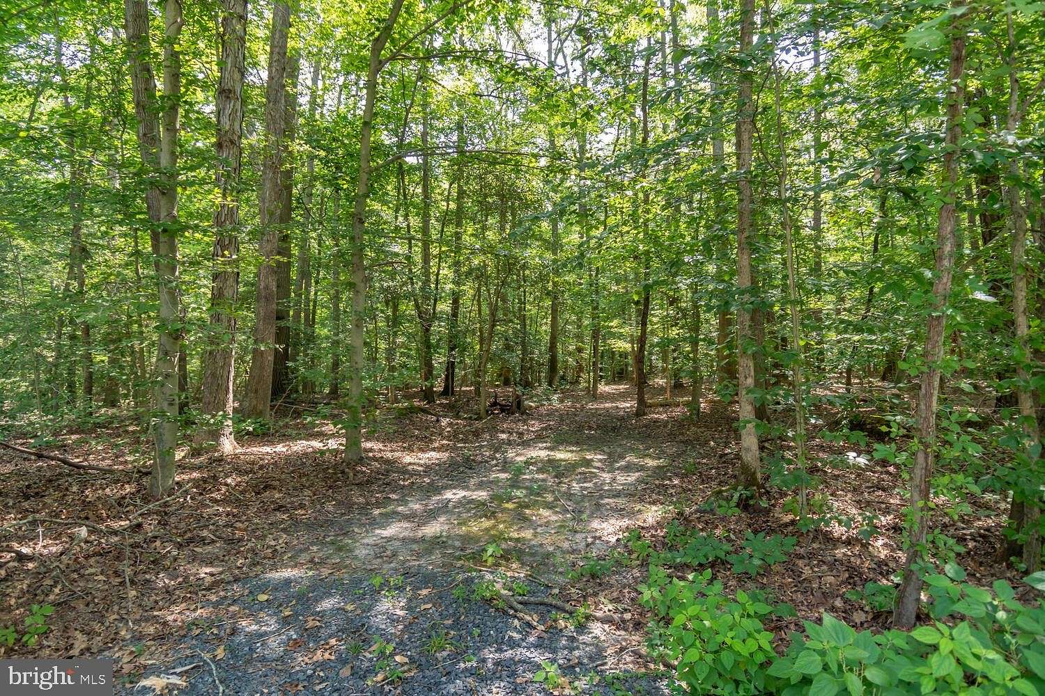 35.7 Acres of Recreational Land for Sale in Trappe, Maryland